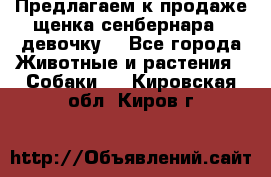 Предлагаем к продаже щенка сенбернара - девочку. - Все города Животные и растения » Собаки   . Кировская обл.,Киров г.